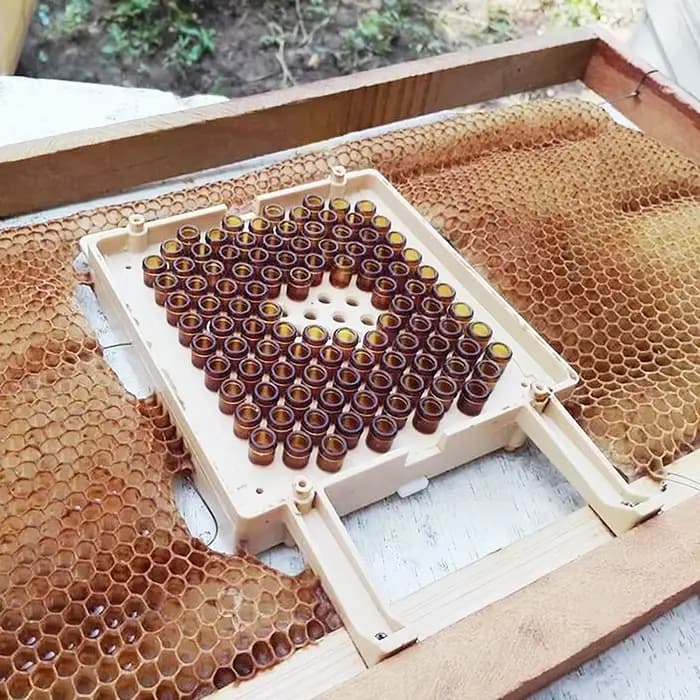 Jenter – Kit d'élevage de reine, système d'élevage de fausses abeilles, Cage mobile, outil pour apic