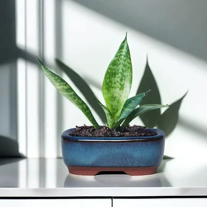 Pots de fleurs en céramique avec trou de vidange avec évent, faciles à utiliser pour les plantes d'i