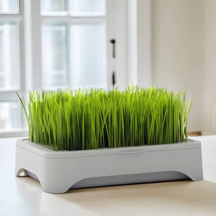 ㈅ Bac de culture hydroponique pour herbe à chat, pot de semis de blé sans terre, dispositif hydropon