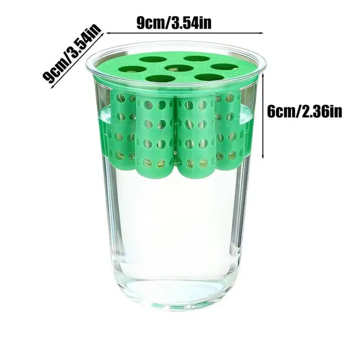 Kit de culture hydroponique réutilisable transparent pour oignon vert, germinateur de semis d'oignon