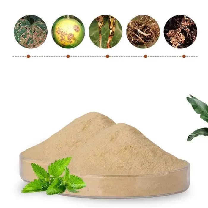1kg de Bacillus subtilis améliore la prévention des maladies du sol