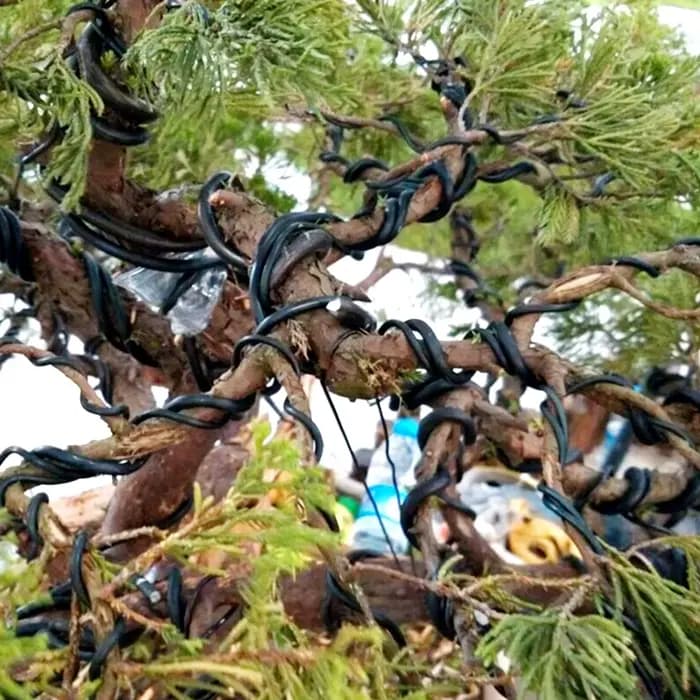 Fil d'aluminium en forme de bonsaï de jardin, 1.0mm, 1.5mm, 2.0mm, 3mm, 4mm, 5mm, noir, six TANfor j