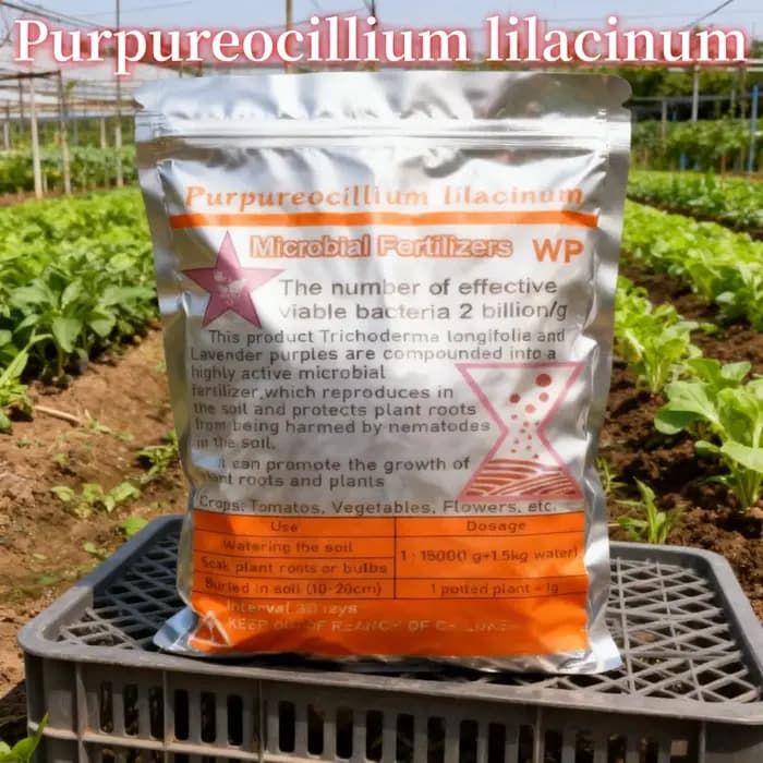 Purpureocillium lilacinum, champignons microscopiques du sol, biofertilisant, engrais microbien, con