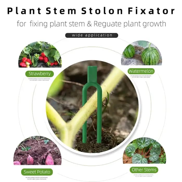 Harvey-Fixateur de fourche de plantation Stolon, dispositif de pressage de vigne neutre d'eau, inser