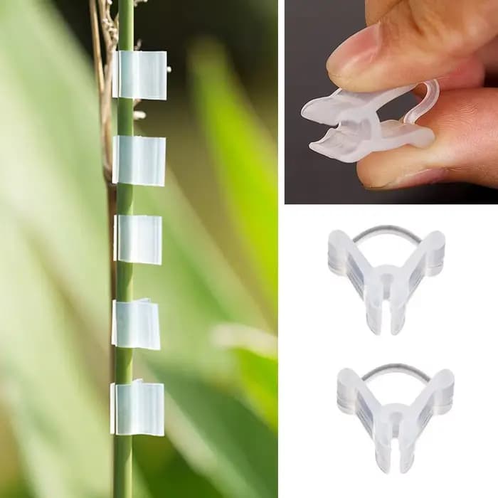 Pince de Greffe Transparente pour Légumes et Fruits, Accessoire de user inage pour Tomate, 50/100 Pi