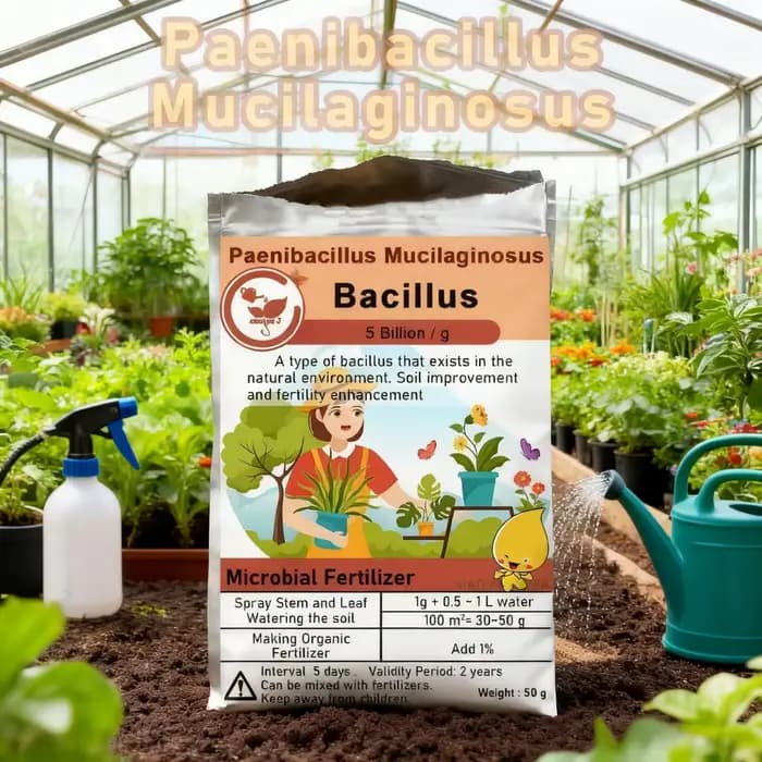 Fertilisateur microbien biologique Paenibacillus Mucilaginous Bacillus, 50g, pour la fertilité du so