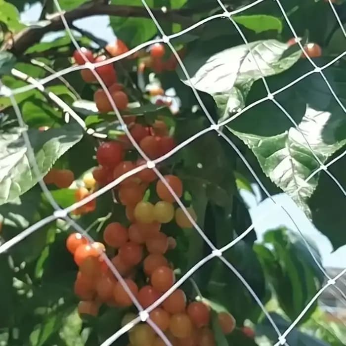 1 pièce, filet de Protection des oiseaux, filet pour oiseaux à séchées fines, filet pour chat pour b