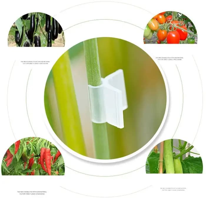 Pince de Greffe Transparente pour Légumes et Fruits, Accessoire de user inage pour Tomate, 50/100 Pi