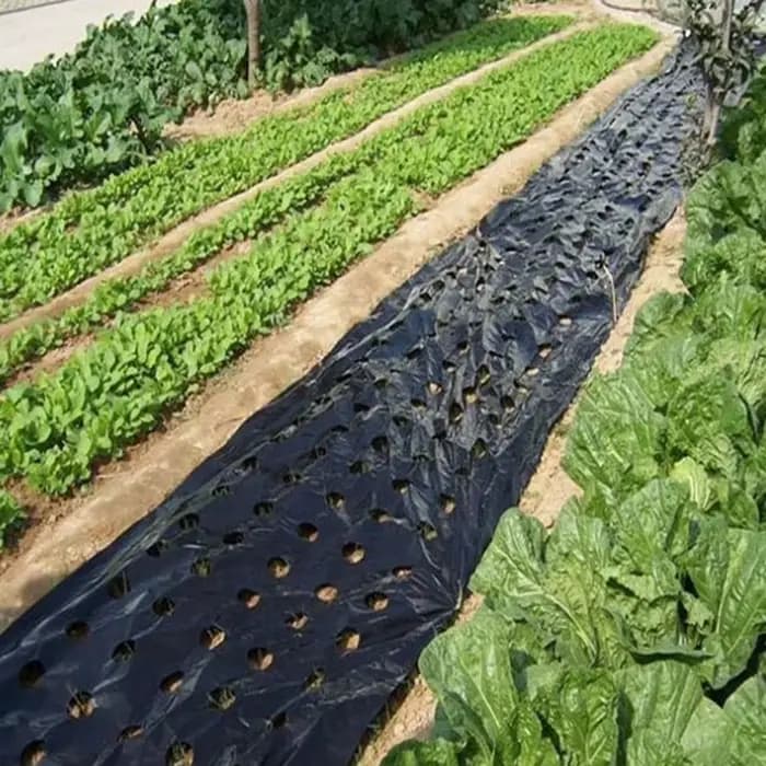 Film PE pour plantes de couverture au sol, 10m x 0.95m/10m x 1.35m, Anti-herbe, légumes de ferme noi