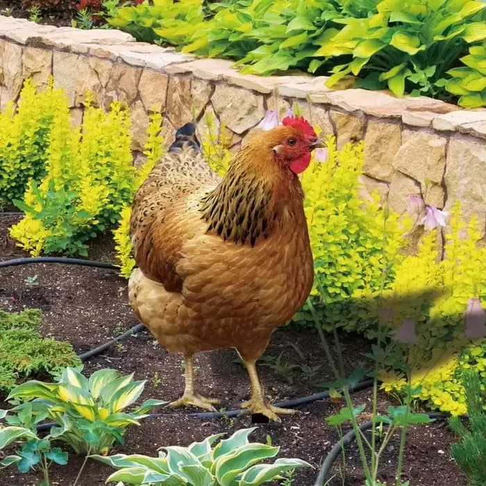 Statue de coq de jardin, Sculpture de poulet en acrylique pour décoration de cour, Figurine de poule