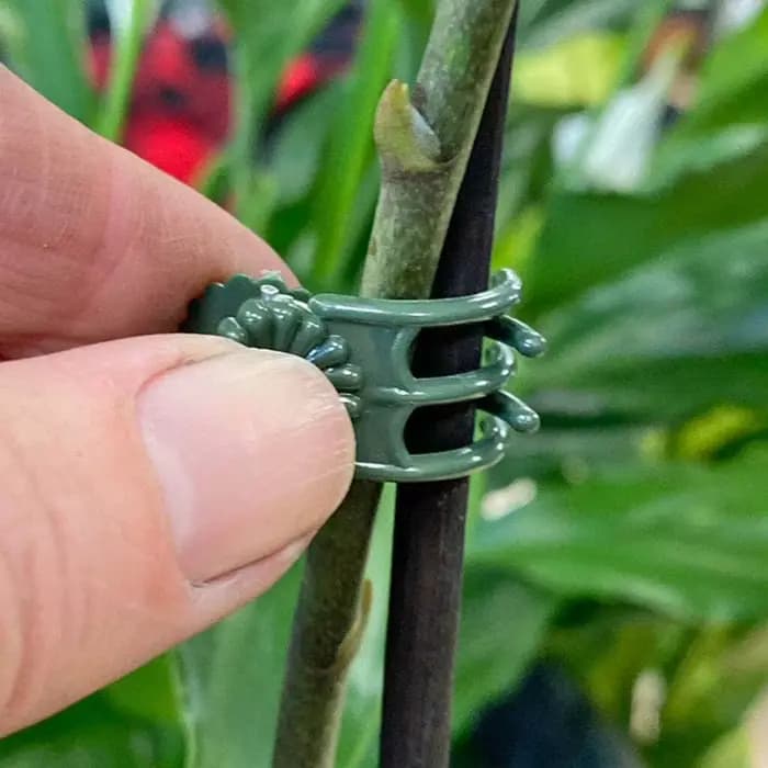 20 pièces orchidée tige pince plante Support vigne Clips en plastique fleur grandir branche pinces j