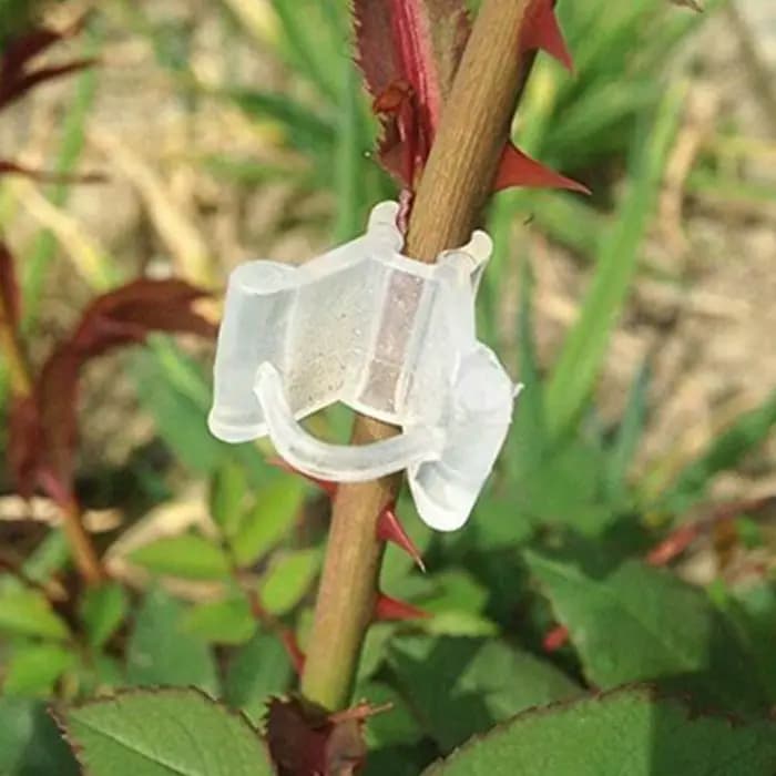 Pince de Greffe Transparente pour Légumes et Fruits, Accessoire de user inage pour Tomate, 50/100 Pi