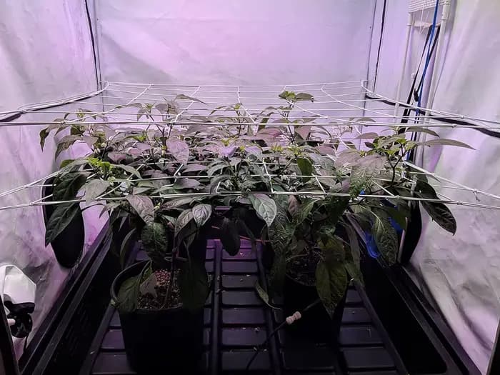 Filet en treillis pour tente de culture, support de plante, élastique, ScrOG, LST, HST, boîte de cul