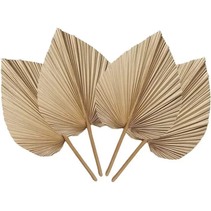 Feuilles de palmier naturelles séchées, parfaites pour la décoration du cuir chevelu, la décoration 