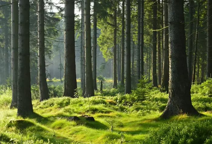 Nature vert forêt herbe photographie toile de fond printemps été parc paysage maison jardin fête déc