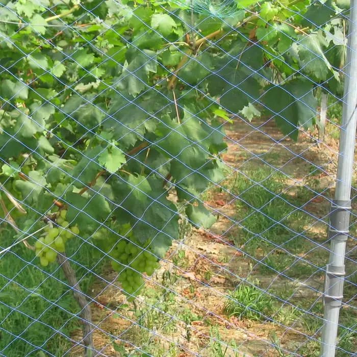 Filet de vigne pour Melon, fruits, gloire du matin, vigne, fleur, concombre, treillis, pour plantes,