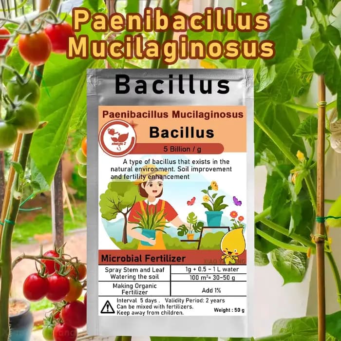 Fertilisateur microbien biologique Paenibacillus Mucilaginous Bacillus, 50g, pour la fertilité du so