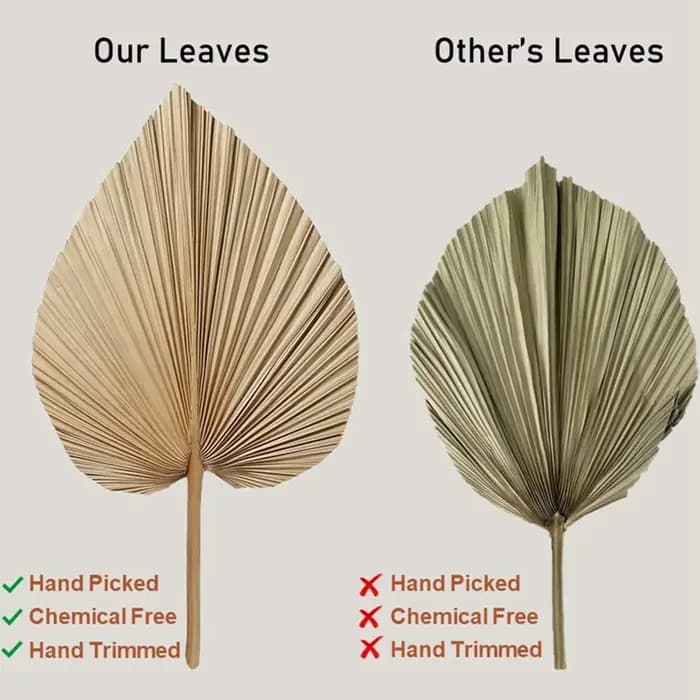 8 feuilles de palmier séchées naturelles, parfaites pour la décoration aux feuilles de palmier, la d