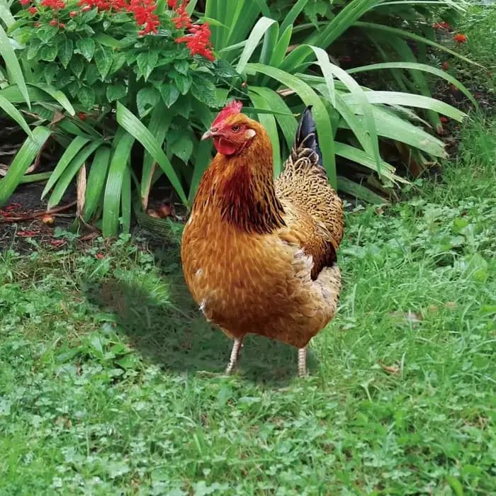 Statue de coq de jardin, Sculpture de poulet en acrylique pour décoration de cour, Figurine de poule