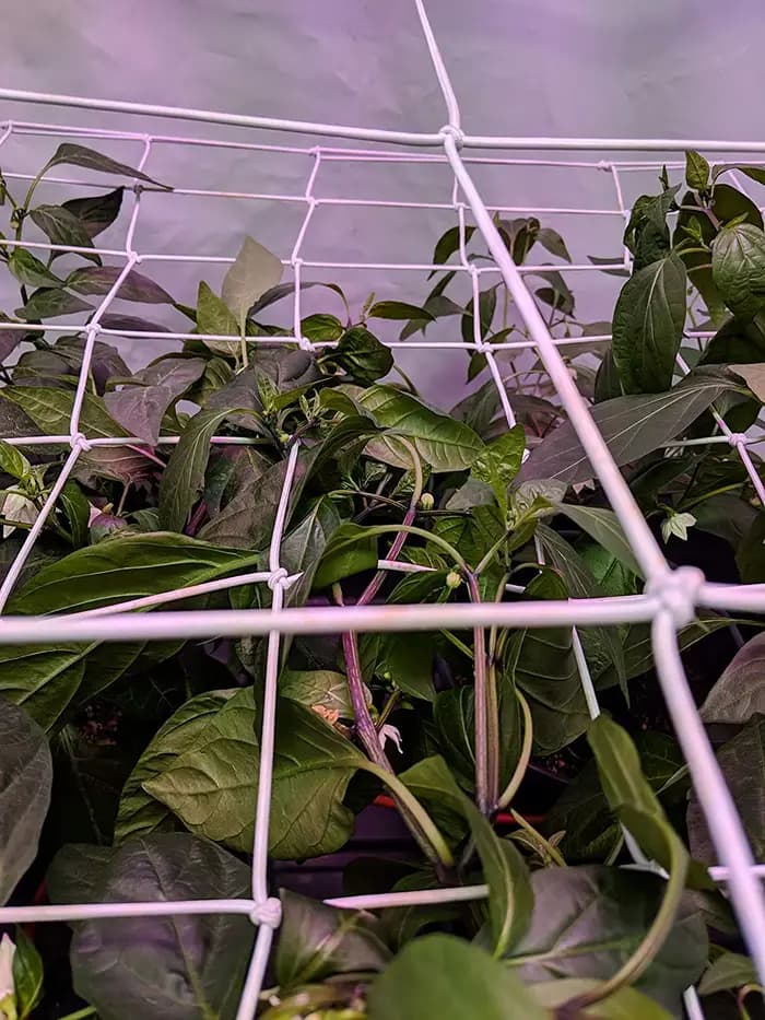 Filet en treillis pour tente de culture, support de plante, élastique, ScrOG, LST, HST, boîte de cul