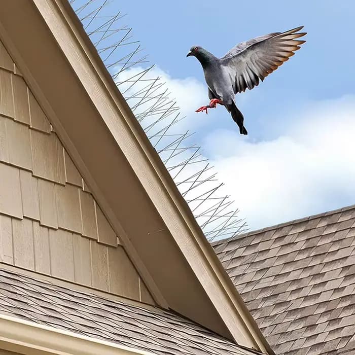 Pointes de pigeon en acier inoxydable, répulsif pour oiseaux, pièges dissuasifs, anti-oiseau, lutte 