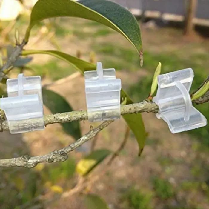 Pince de Greffe Transparente pour Légumes et Fruits, Accessoire de user inage pour Tomate, 50/100 Pi