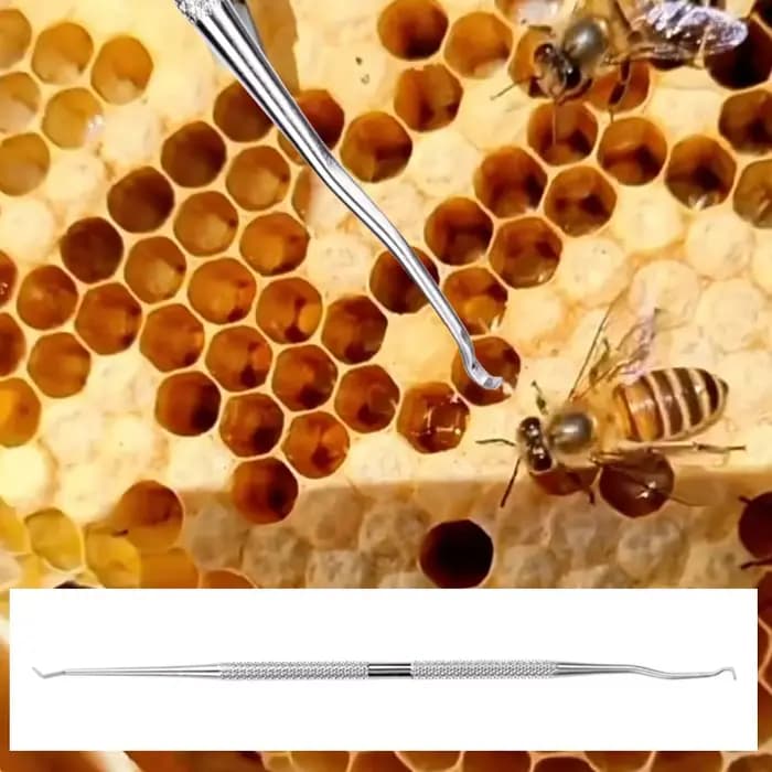Larves d'Apiculture en Acier Inoxydable, Deux Types d'Équation, Reines, Transfert de Vers, Outil d'A