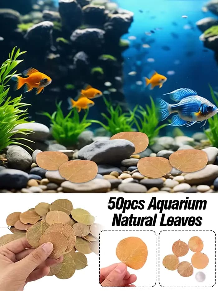 Filtre d'aquarium à feuilles naturelles, 50 pièces, Terminalia Catappa Foetida, feuilles d'île, feui