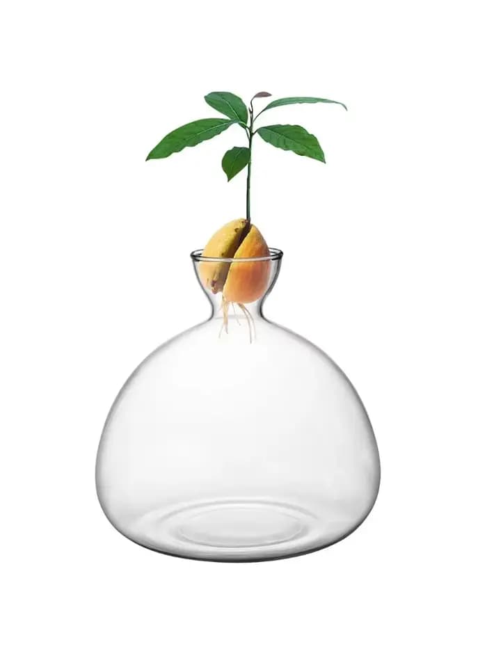 Vase de germination pour graines d'avocat, kit de culture d'avocat en vase pour jardinière, cadeau, 