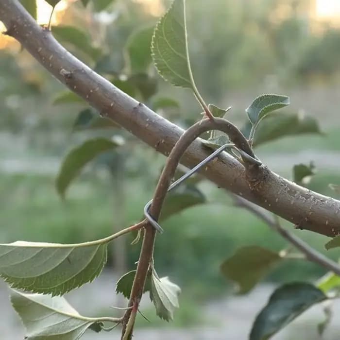 Support de Branches d'arbre fruitier