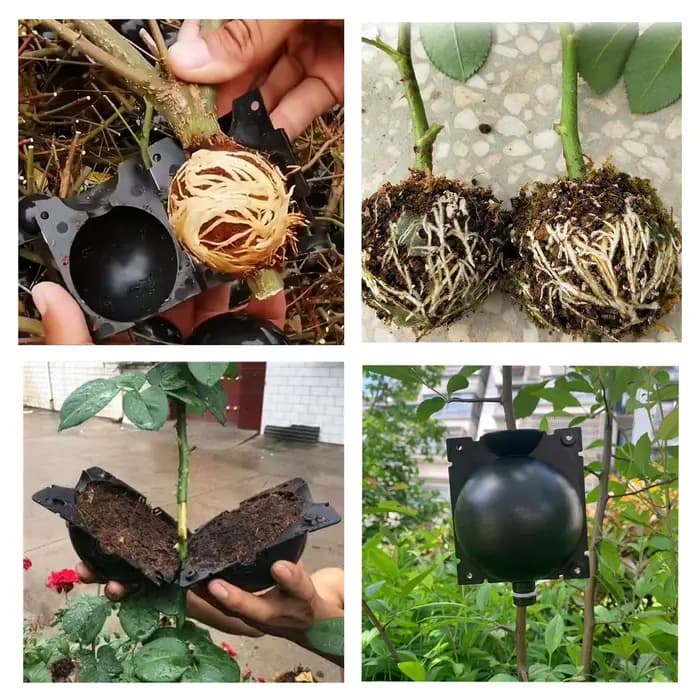 Dispositif Ro18e pour plante