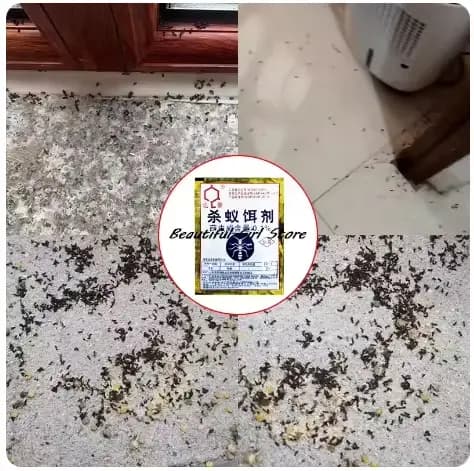 Appât puissant pour fourmis