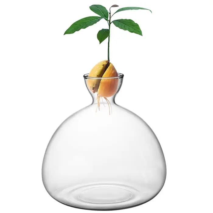 Vase de germination pour graines d'avocat