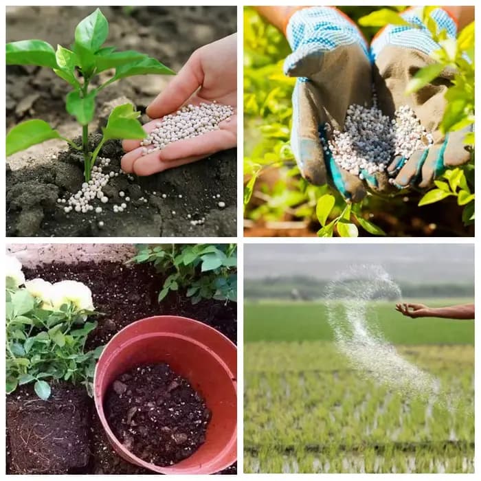 10 g d'engrais complexe NPK azote-phosphate-potassium Mini paquet à usage sûr et sans Pollution utilisation fleur plante alimentaire