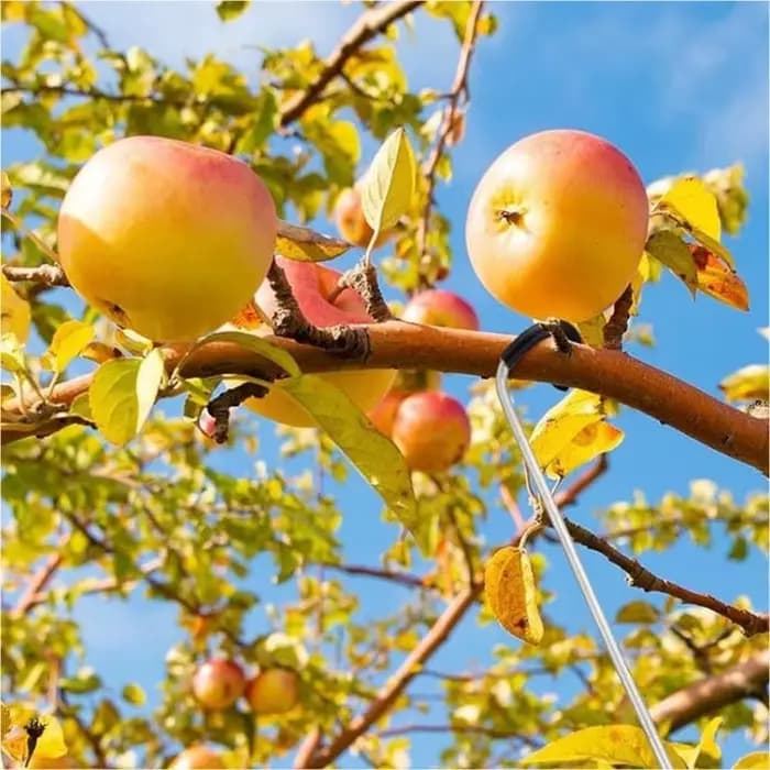 Paquet 24 aides à formation des arbres fruitiers 7 pouces en acier Flexible avec couvercle en plastique souple