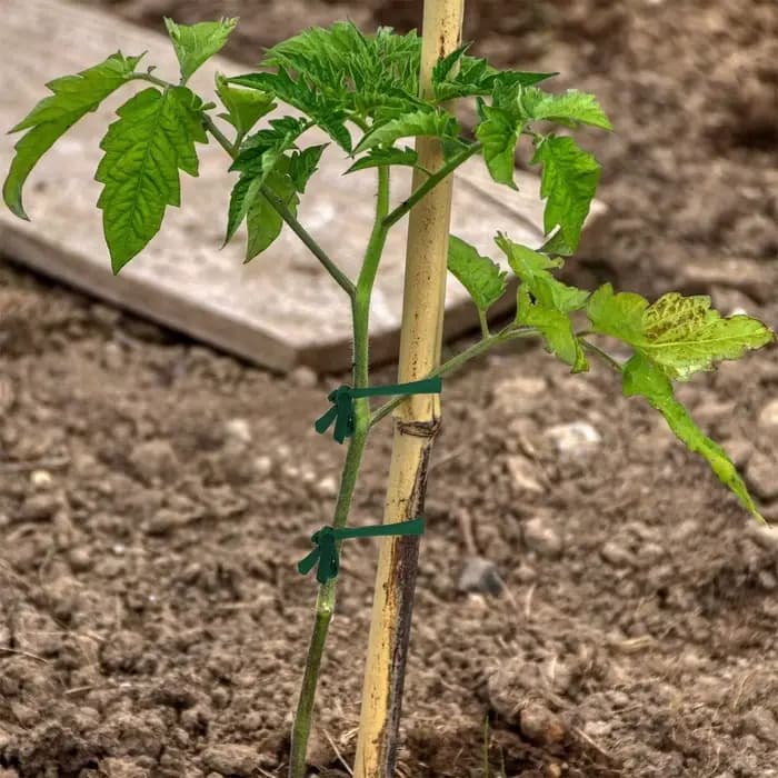 Bande de tissu en corde verte de jardin