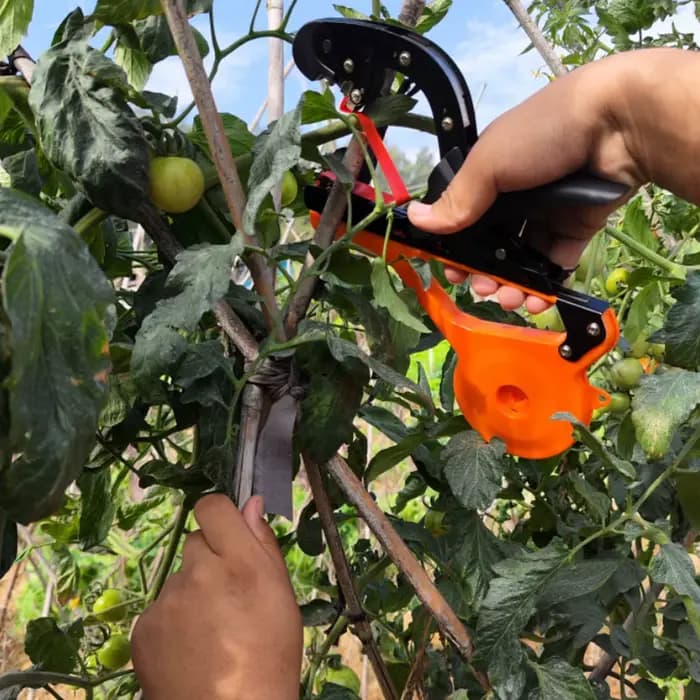 Machine à lier les tomates