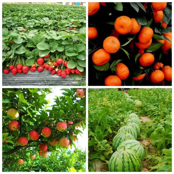 Fertilisateur de fruits
