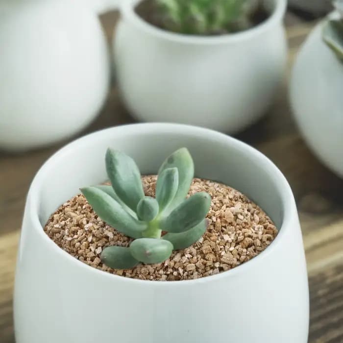 Vermiculite fine de qualité supérieure 3L pour l'amélioration du sol de jardin