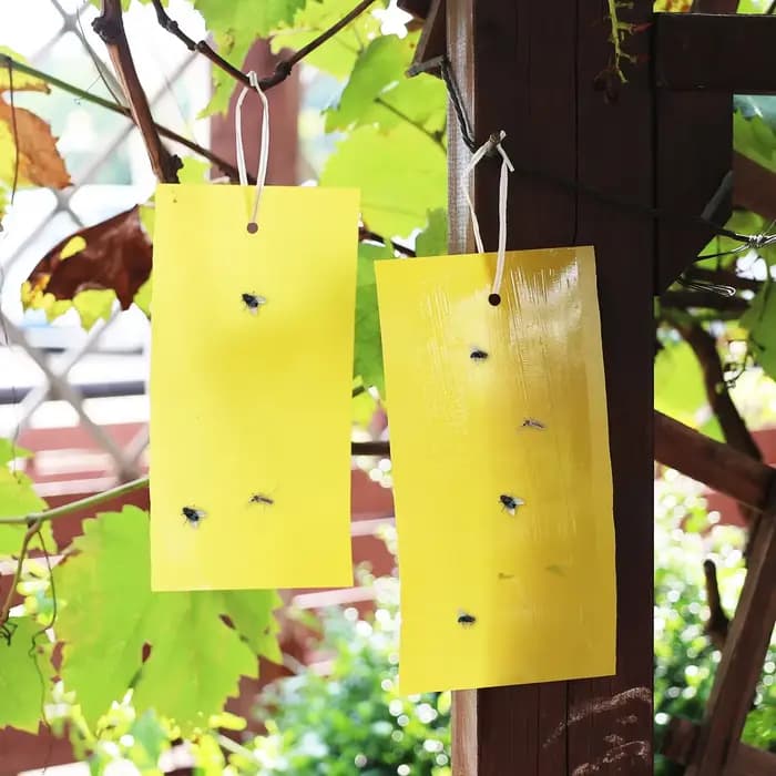 Autocollant Double face pour pièges à mouches des fruits