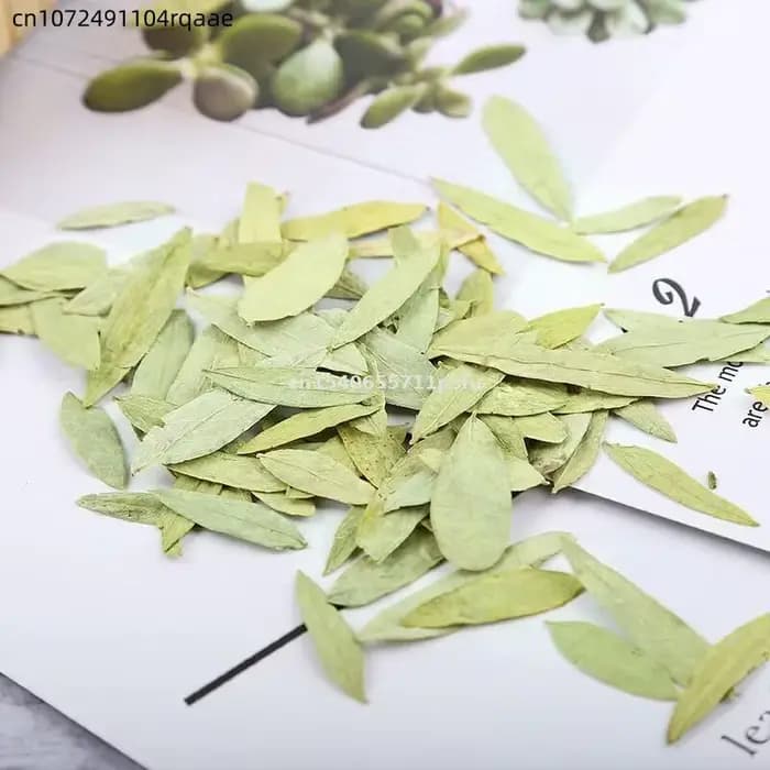 Feuilles et poudre de séné bio premium