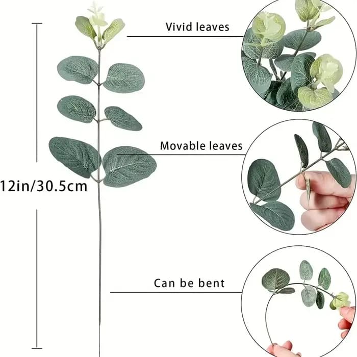Tiges de feuilles d'eucalyptus