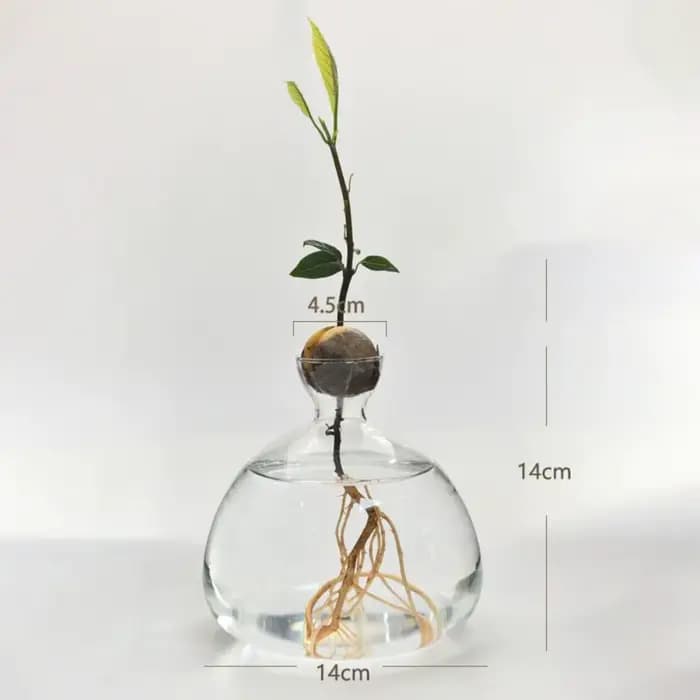 Vase de germination pour graines d'avocat
