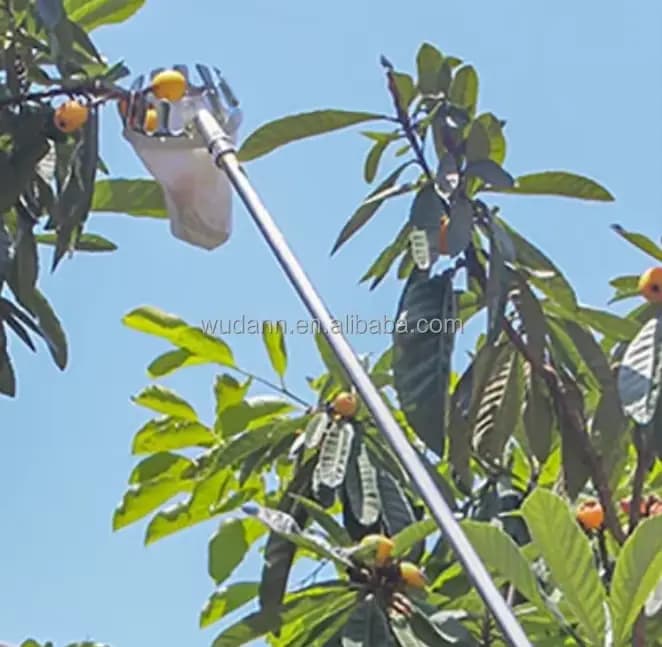 Outil de cueillette de fruits de jardin avec long manche télescopique pour citrons
