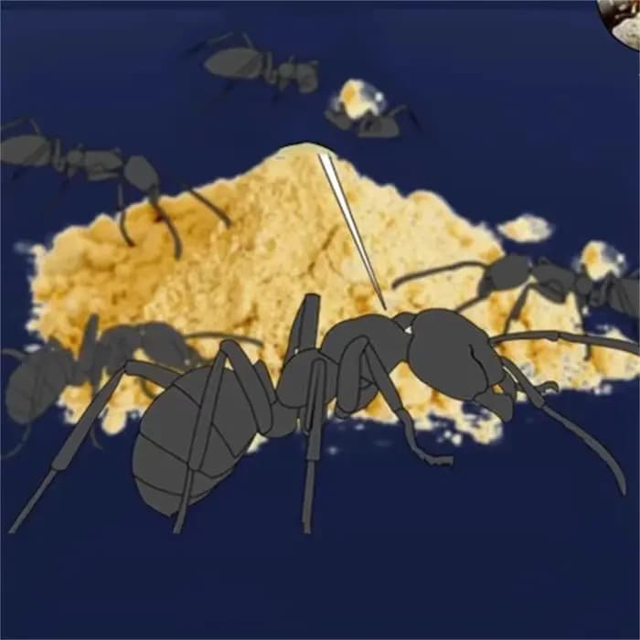 20 Pièces de Poudre Appât Forte pour Fourmis et Termites Jaune Noir Blanc – Médicament Anti-fourmis à Effet Destructeur et Exterminateur de Nids