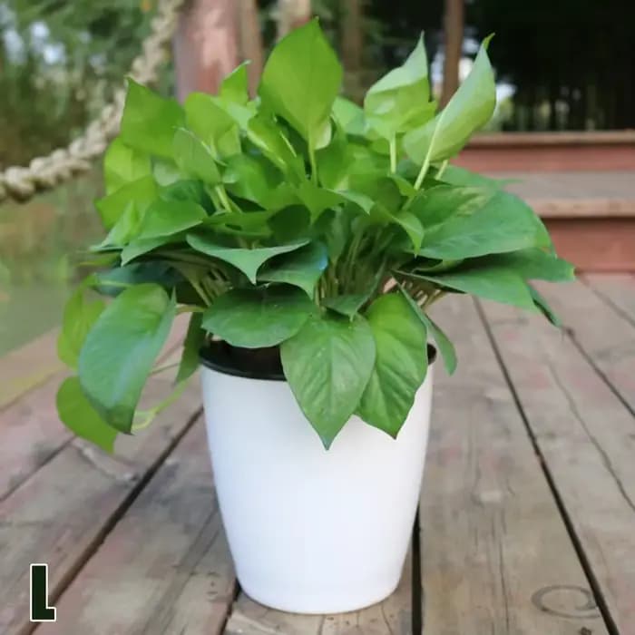 Pot de fleur paresseux