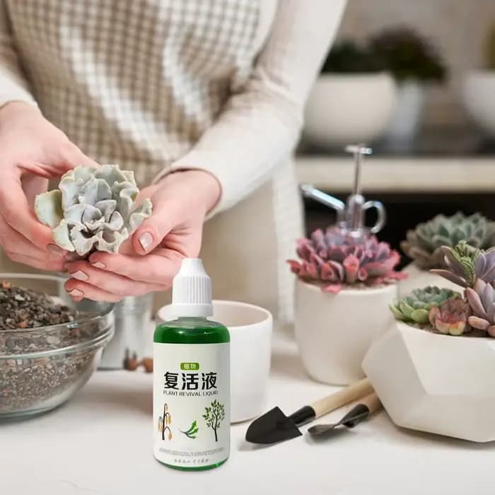Agent d'enracinement succulent 50ml