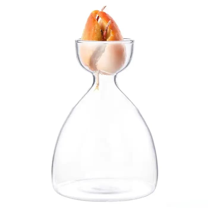 Vase de germination pour graines d'avocat
