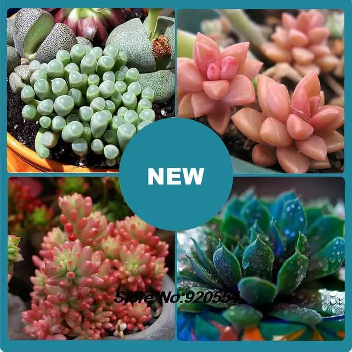 Engrais granulaire nutritif universel lNPK pour plantes en pot
