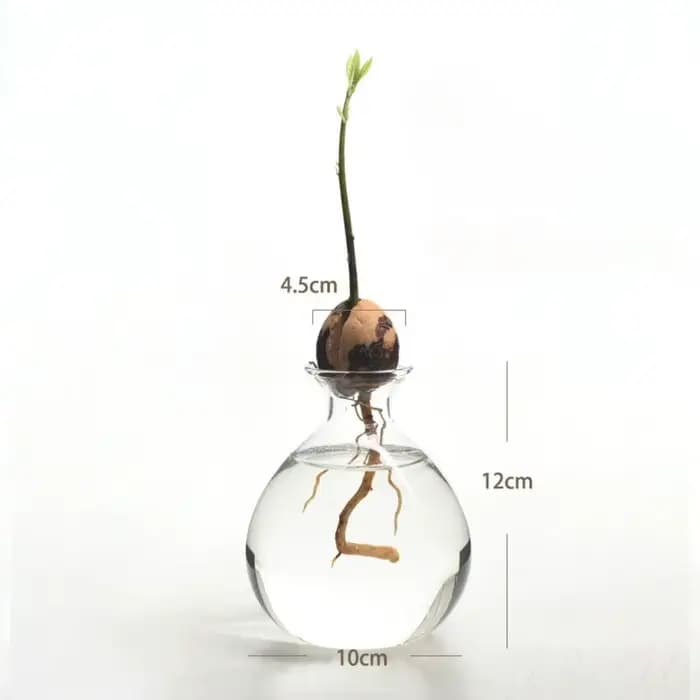 Vase hydroponique transparent pour les cadres